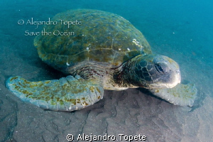 Green Turtle Resting, Galapagos Ecuador by Alejandro Topete 